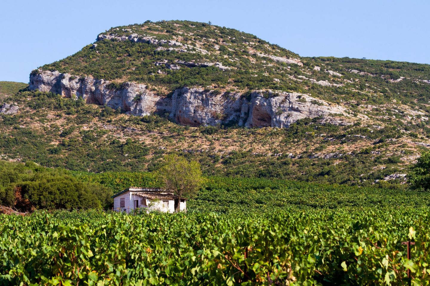 Weingebiet Nemea, Argolis, Peloponnes