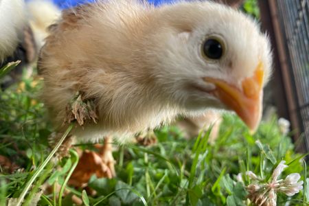 Appartement Nr.3 - Seestern - Haus Ebenezer Büsum