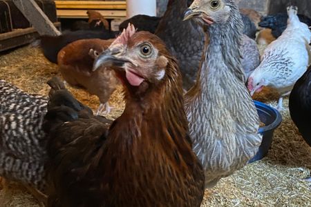 Appartement Nr.3 - Seestern - Haus Ebenezer Büsum