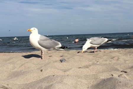 Appartement Nr.3 - Seestern - Haus Ebenezer Büsum