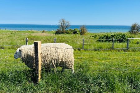 1100 - Reetdach im Achterland Dahme - 