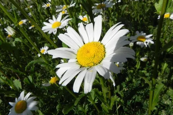 Blume im Garten der Ferienwohnung Bi Strun Nebel auf Amrum Haus Nordlicht Ferienwohnung *Bi Strun*
