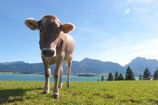 BIO-Bauernhof Salenberghof Ferienwohnung Bergsee Ferienwohnungen in Rieden am Forggensee - Landschaft