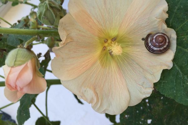  Birkenstraße 10 Fischerhus Zingst - Dekoratives Detail