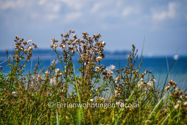  Deichresidenz Stein Laboe - Landschaft