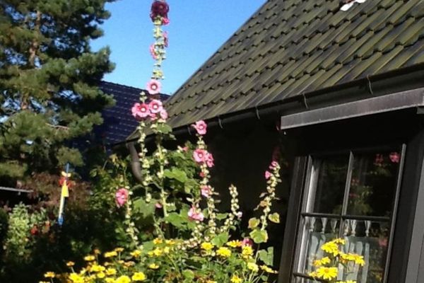  Ferienwohnung Malvenhaus Zingst - Garten