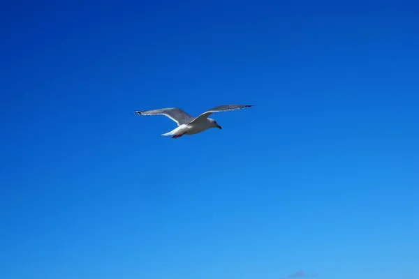 Reetdachhaus Wattenmeer Reetdachhaus Wattenmeer SPO Ording - 