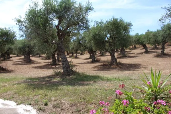 Garden view  Spourgitis 3a