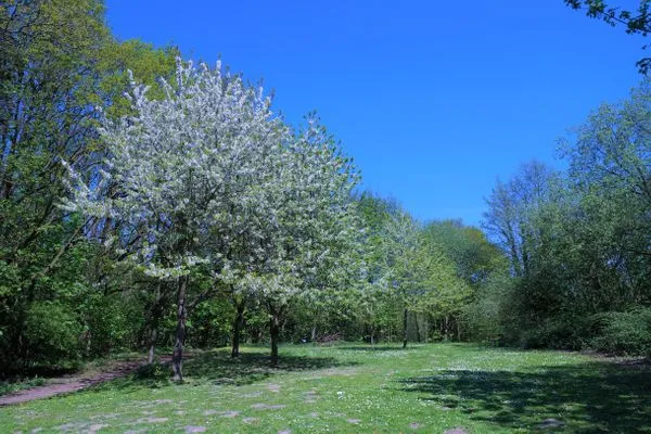 Landschaft Panoramic App. A06-5