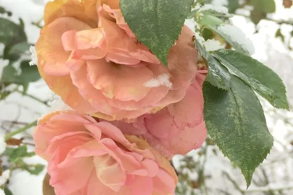 Dekoratives Detail  Ferienwohnung "Wasserburg"