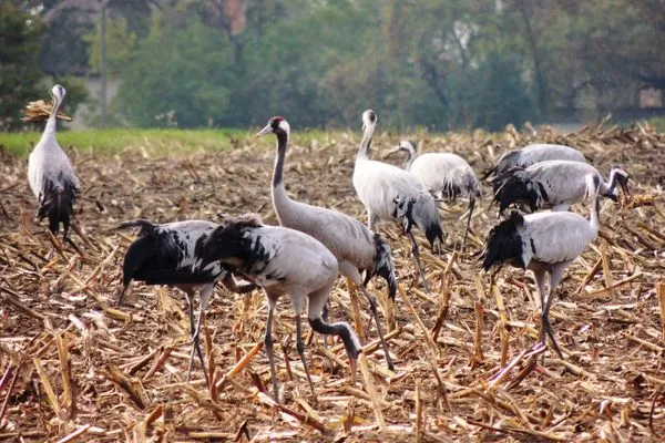 Kraniche Hoppenberg 5 - Wohnung Schröder