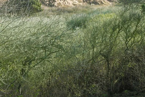 Blick in die Dünen Bootshaus in den Dünen - 4 Ferienwohnung Dünenkoje