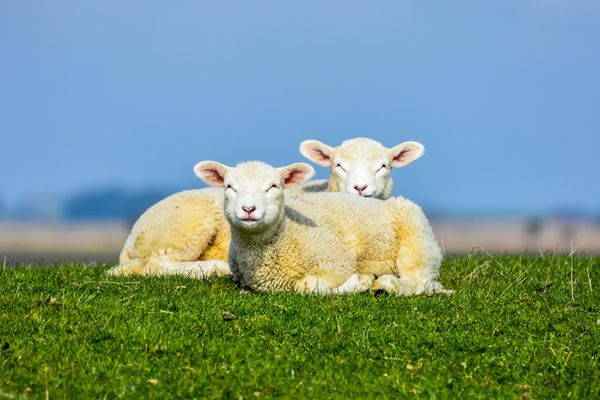 Haus Uthlande Uthlande Whg. 51 Meeresbrise Föhr  Die Grüne Insel - 