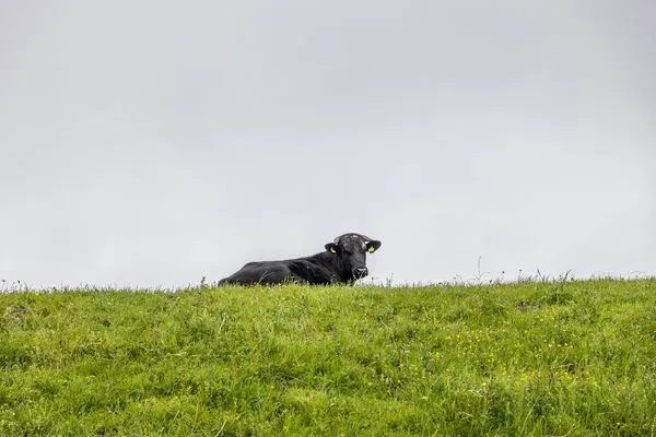   50142 Gretchen´s Hus 2