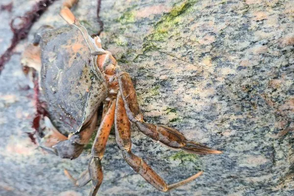   Ferienhaus Piratennest