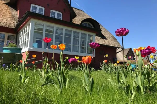 Tulpengarten am Hüs Sanskiin in Süddorf auf Amrum Hüs Sanskiin Ferienwohnung *Goodshenk*