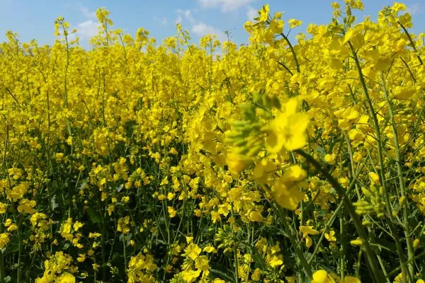   Ferienhaus Klönstieg