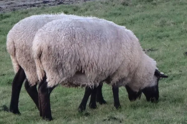   Haus Lüttje Huus an't Diek