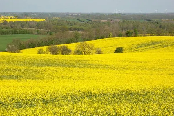Landschaft  Ferienwohnung Brise 5, mit SPIELSCHEUNE direkt am Wittensee