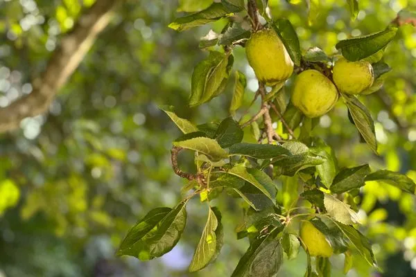 Dekoratives Detail  Ferienwohnung Am Apfelbaum - romantische Remise direkt am Golfplatz und der Schlei