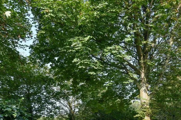 Garten Villa Fredeborg Ferienwohnung Mia