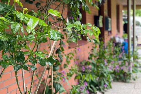  Haus Meeresluft Seestern St. Peter-Böhl - Garten