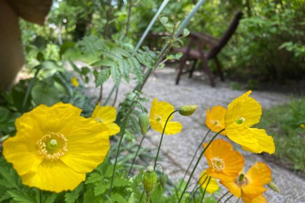  Haus Meeresluft Seestern St. Peter-Böhl - Garten