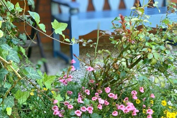  Haus Meeresluft Seestern St. Peter-Böhl - Garten