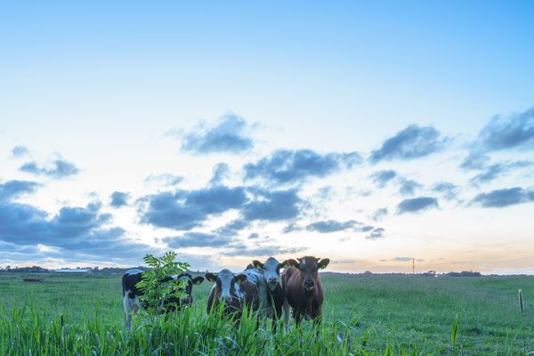  HW App. 1 Welt / Vollerwiek - Natur