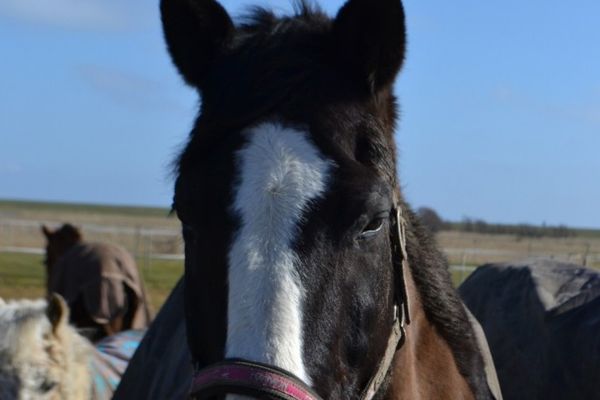  Immensee App. A St. Peter-Böhl - Pferde