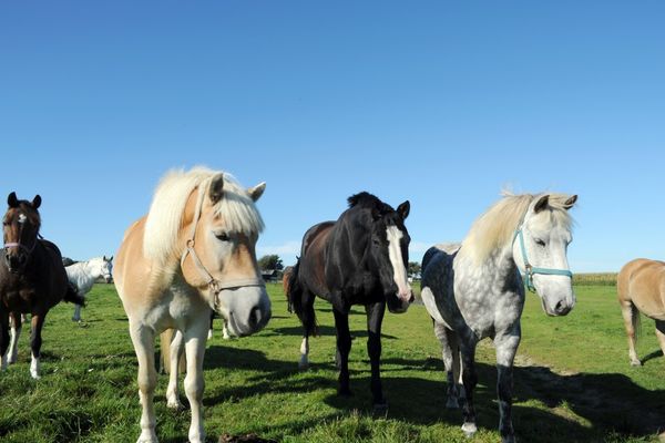  Immensee App. H St. Peter-Böhl - Pferde
