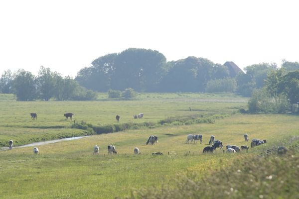  Krabbe 32 Poppenbüll,Osterhever,Tetenbüll - Natur