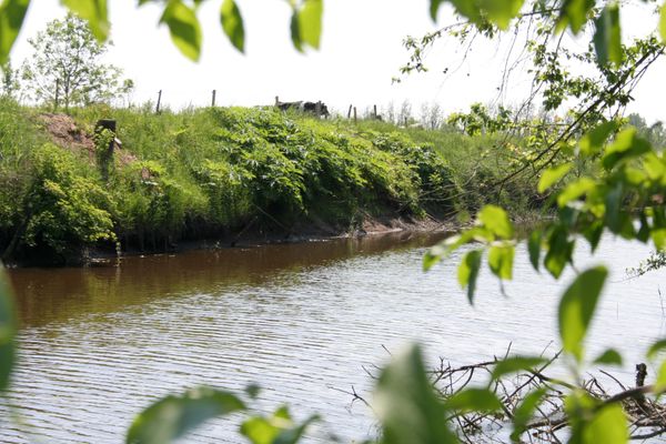  Krabbe 32 Poppenbüll,Osterhever,Tetenbüll - Natur