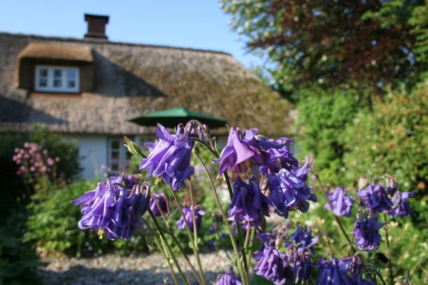  Krabbe 32 Poppenbüll,Osterhever,Tetenbüll - Dekoratives Detail