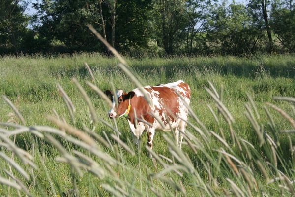  Krabbe 32 Poppenbüll,Osterhever,Tetenbüll - Natur