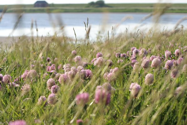  Krabbe 32 Poppenbüll,Osterhever,Tetenbüll - Natur