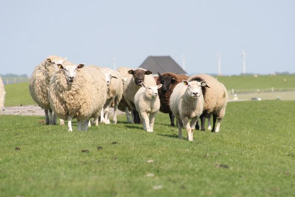 Krabbe 32 Poppenbüll,Osterhever,Tetenbüll - Natur