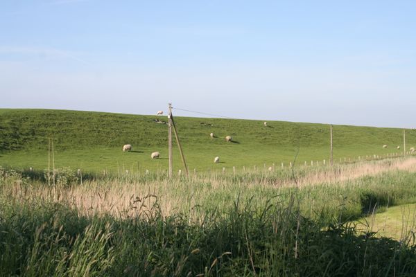  Krabbe 32 Poppenbüll,Osterhever,Tetenbüll - Deich