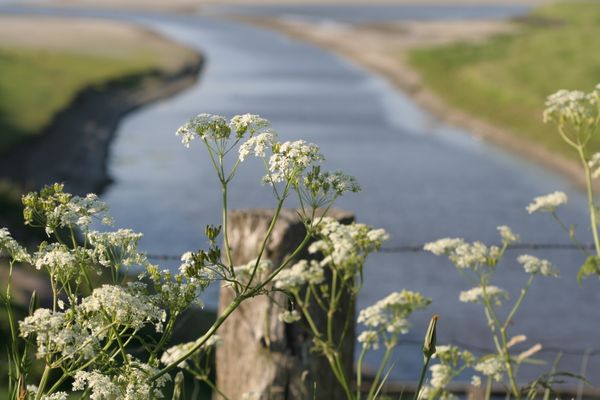  Krabbe 32 Poppenbüll,Osterhever,Tetenbüll - Wasser