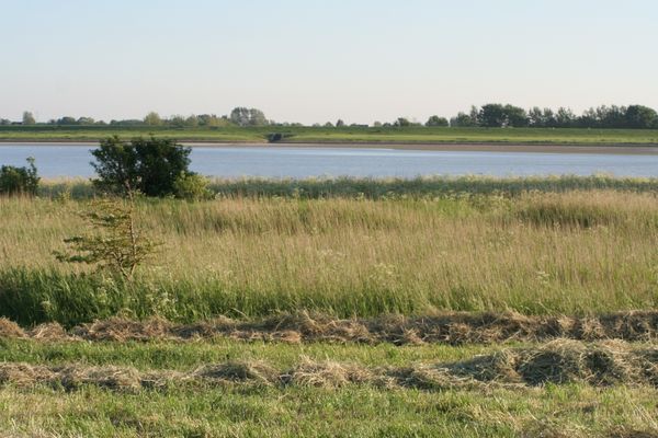  Krabbe 32 Poppenbüll,Osterhever,Tetenbüll - Natur