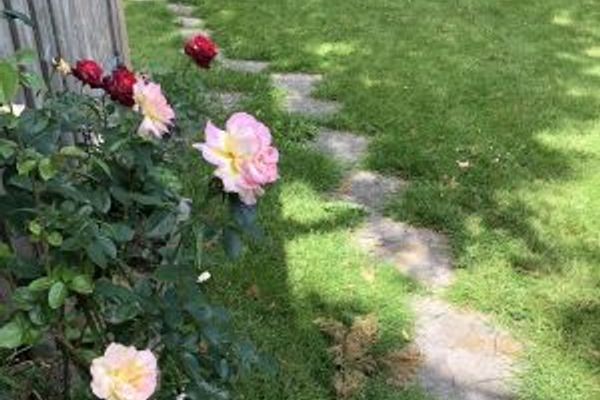  Landhaus Everschop Poppenbüll,Osterhever,Tetenbüll - Garten