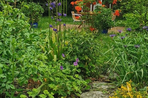  Marthas Insel Halbinsel Eiderstedter - Natur