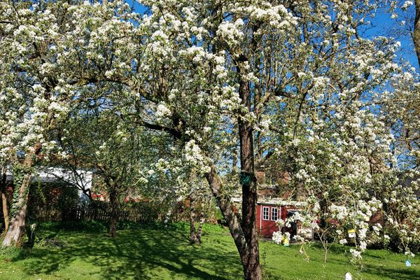  Marthas Insel Halbinsel Eiderstedter - Garten