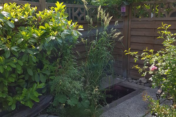  Muschelkästchen OG Tönning - Dekoratives Detail