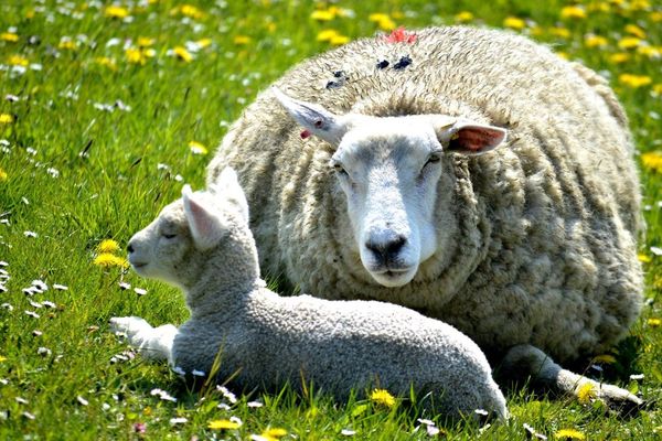  Nordstrand St. Peter-Bad - Natur