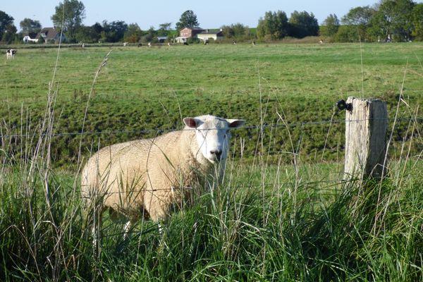  Wasserkoog 22 Poppenbüll,Osterhever,Tetenbüll - Natur