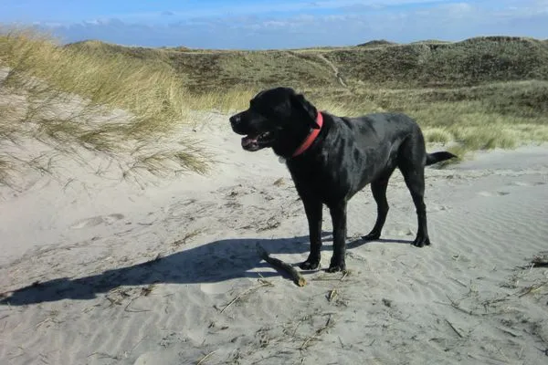 Dekoratives Detail  (STA200) Ferienwohnung "Dünengras"