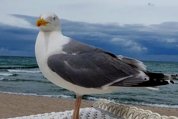 Möwe Residenz am Strand Wohnung 1-21