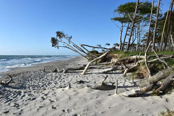 Landschaft  Strandrose