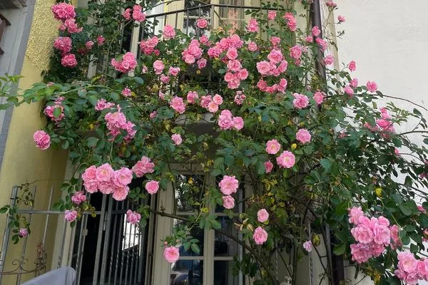 Multi-FeWo Haus Paradiesplatz Ferienapartment Eva Lindau Insel - Eingangsbereich